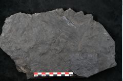Foto (Detailansicht) von Noeggerathia palmaeformis Goeppert (NHMW-GEO-2024-0188-10744)